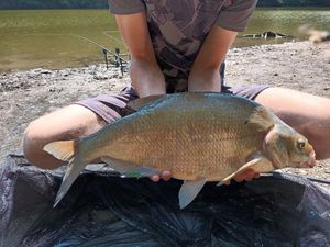 Common Bream