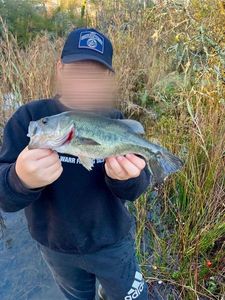 Largemouth Bass