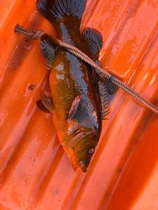 Ballan Wrasse