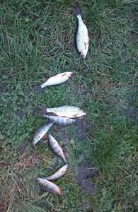 European Perch