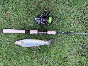 Brown Trout
