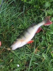 European Perch