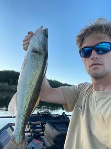 Zander