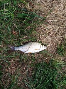 Common Bream