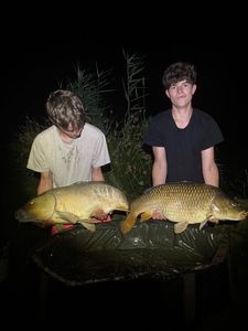 Common Carp