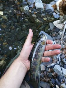 Brown Trout