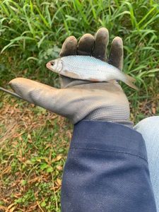 Roach