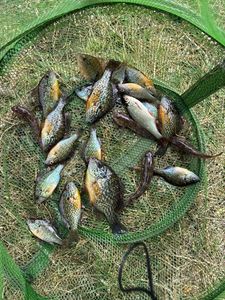Green Sunfish