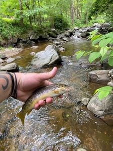 Brown Trout