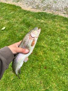 Rainbow Trout
