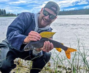 Arctic Grayling