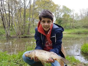 Common Carp