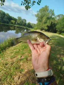 Largemouth Bass