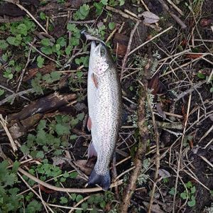 Rainbow Trout