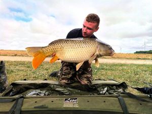 Common Carp