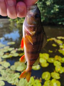 European Perch