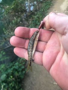 Common Minnow