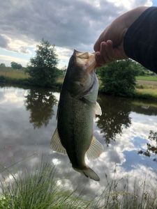 Largemouth Bass