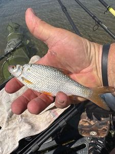 Roach