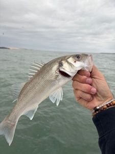 European Bass (Seabass)
