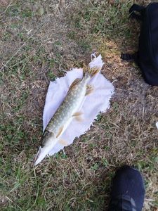 Northern Pike