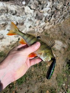 European Perch