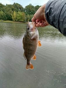 European Perch