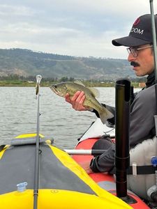 Largemouth Bass