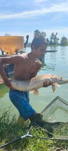 Northern Pike