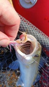 European Bass (Seabass)