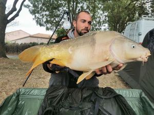 Mirror Carp