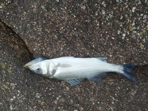 European Bass (Seabass)
