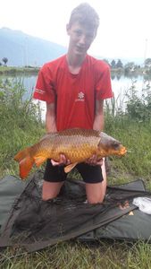 Common Carp