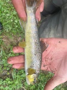 Brown Trout