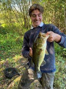 Largemouth Bass