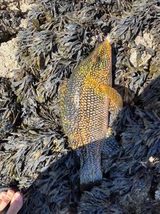 Ballan Wrasse
