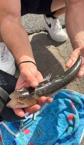 Pesce lucertola 