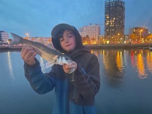European Bass (Seabass)