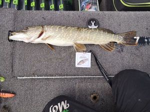 Northern Pike