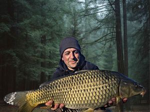 Common Carp