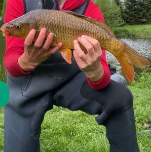 Common Carp