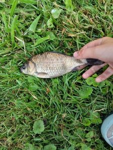 Crucian Carp