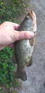 Largemouth Bass