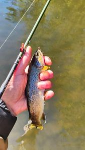 Brown Trout