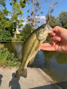 Smallmouth Bass