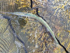 Garfish