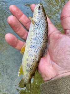 Brown Trout