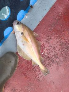 Le tacaud Trisopterus luscus 