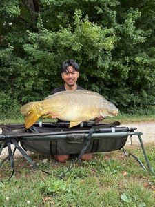 Mirror Carp