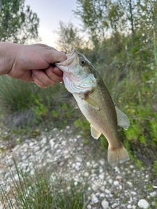 Largemouth Bass